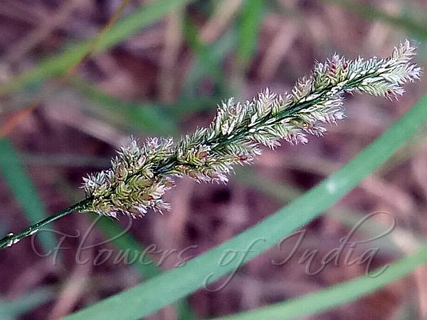 Gophertail Lovegrass