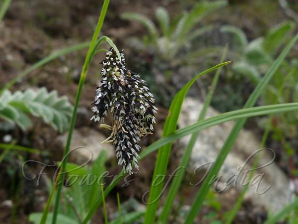 Graceful Sedge