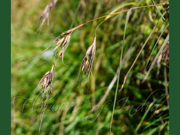 Grader Grass