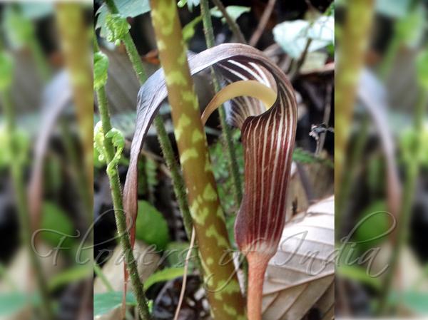 Grand Cobra Lily