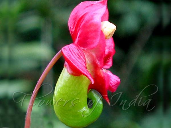 Green-Tail Balsam