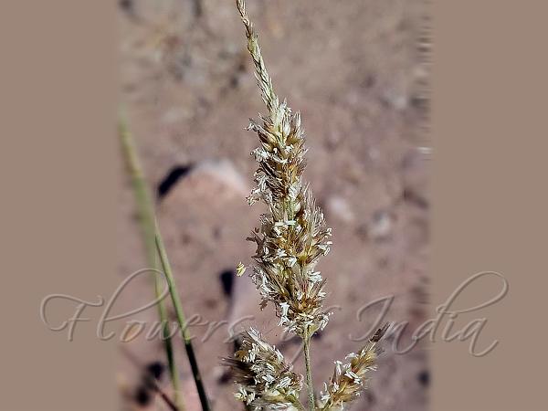 Grey Sour Grass