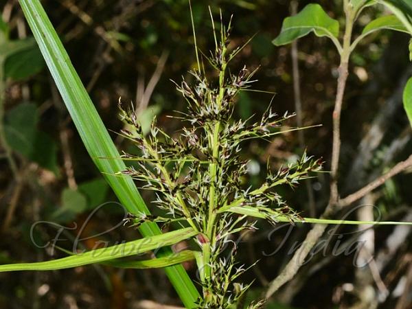 Ground Nut-Rush