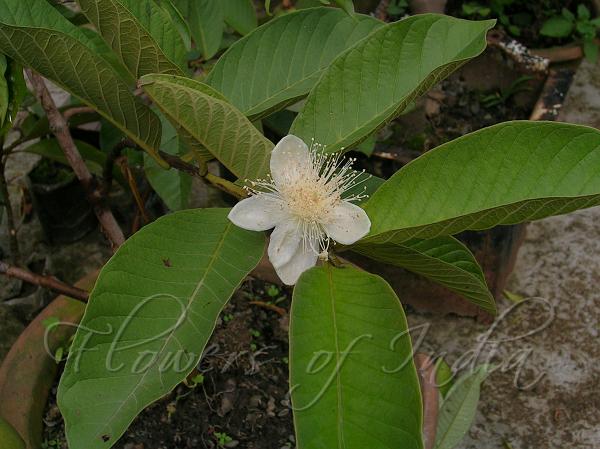 Guava