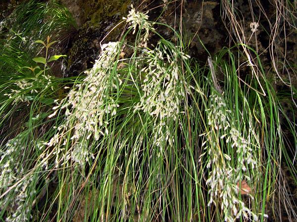 Hairy Cottongrass