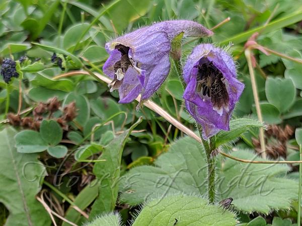 Hairy Delphinium