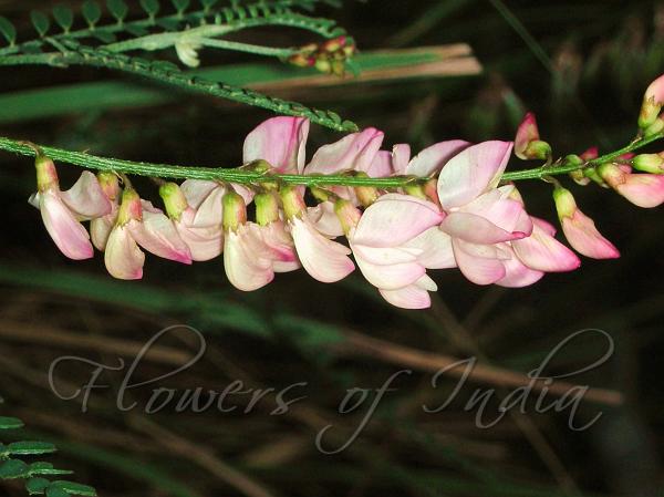 Hairy Fruit Milk-Vetch