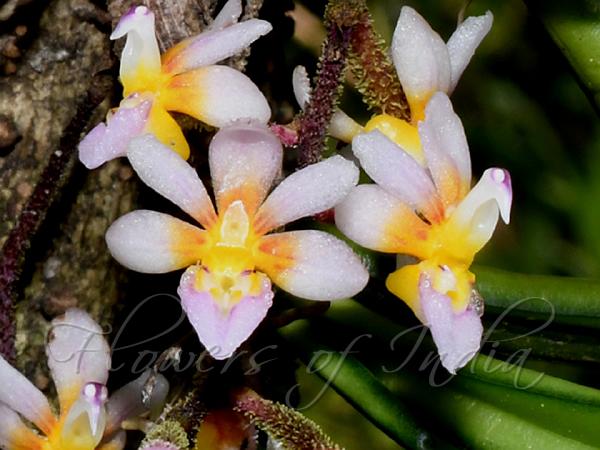 Hairy Rigid-Lip Orchid