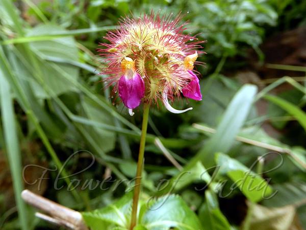 Hairy-Ball Balsam