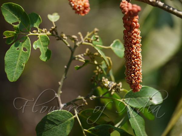 Hard Pear Tree