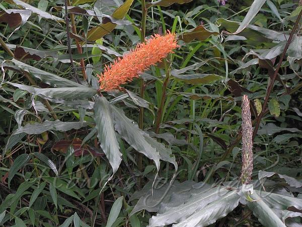 Hardy Ginger Lily