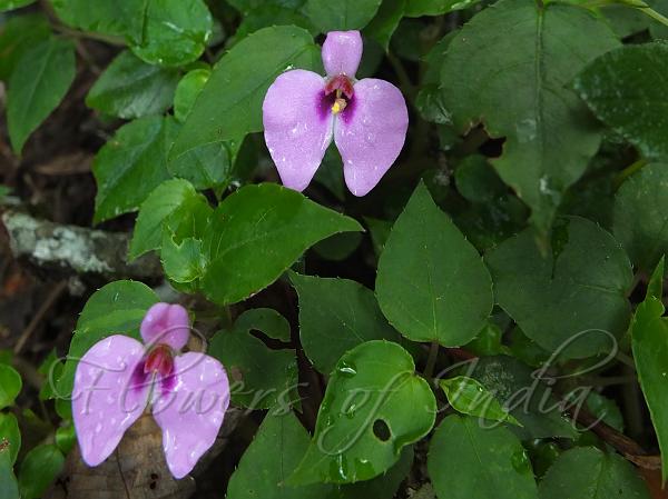 Heart-Leaf Balsam