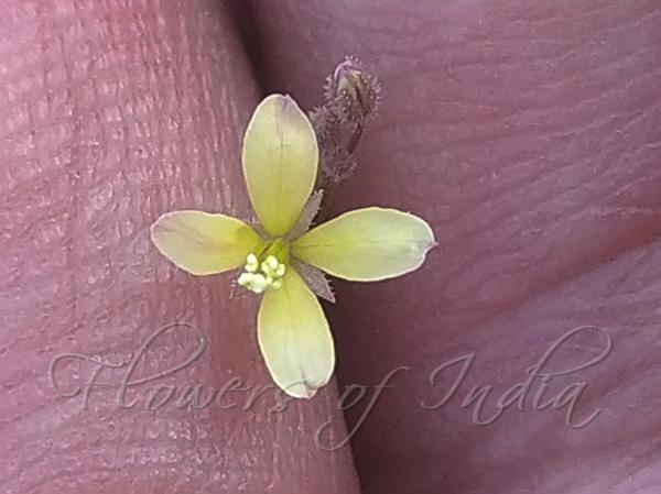 Heart-Leaf Tickweed