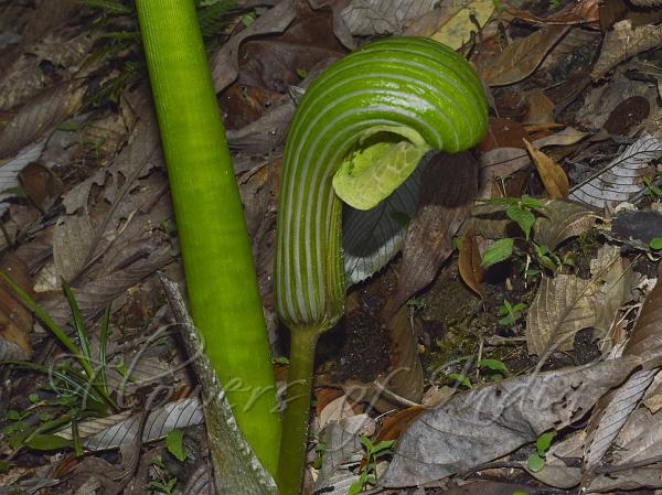Helmet Cobra Lily