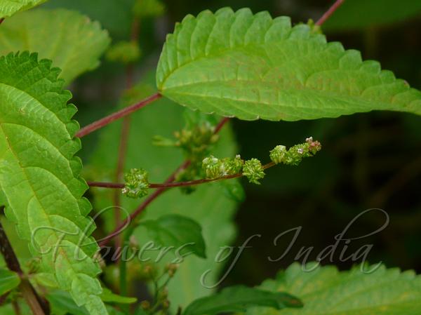 Hen's Nettle