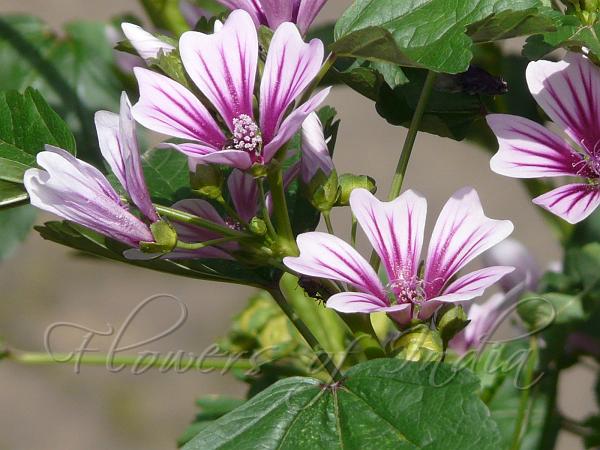 High Mallow