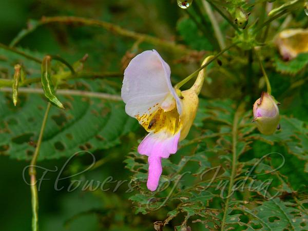 Himachal Balsam