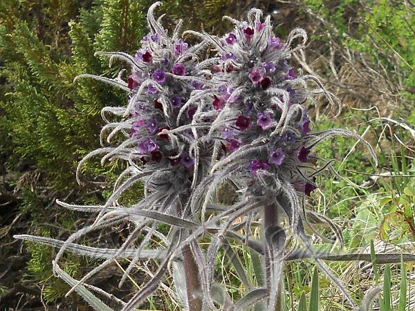 Himalayan Arnebia