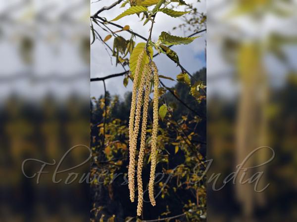 Himalayan Birch