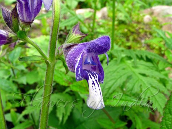Himalayan Blue Sage
