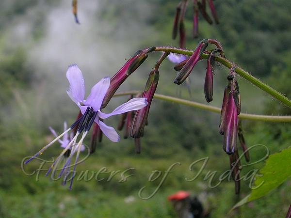 Himalayan Blue Sow-Thistle