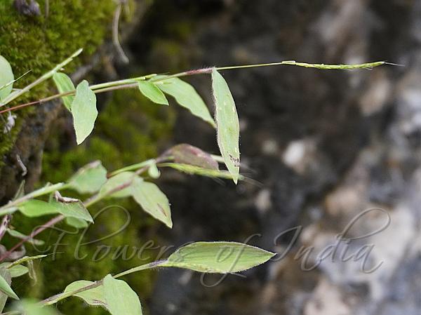 Himalayan Browntop Grass