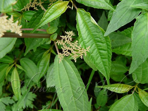 Himalayan Clearweed