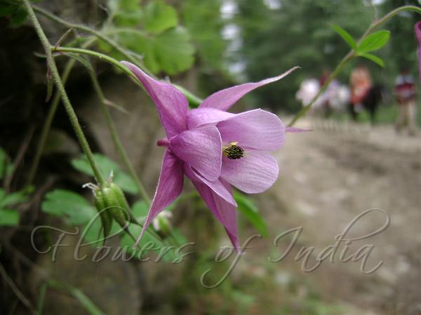 Himalayan Columbine
