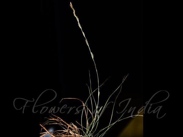 Himalayan Fiveminute Grass