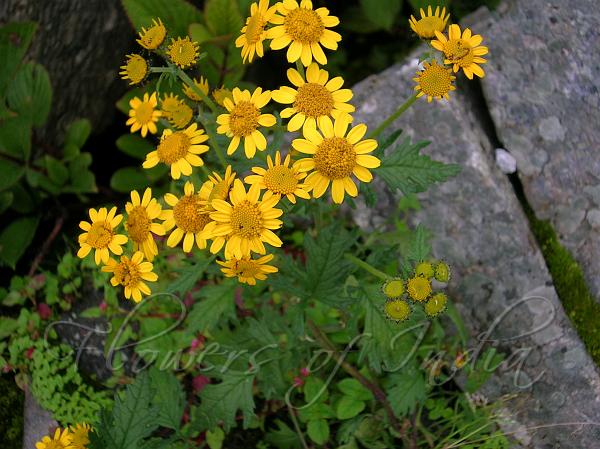 Himalayan Golden Daisy