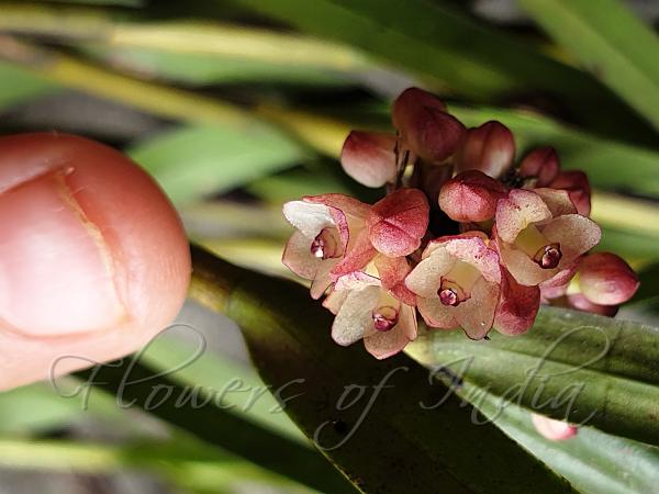 Himalayan Grass-Leaf Orchid
