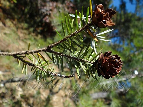 Himalayan Hemlock