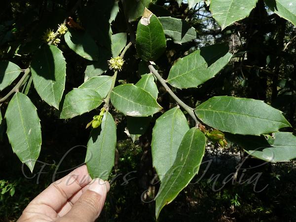 Himalayan Holly