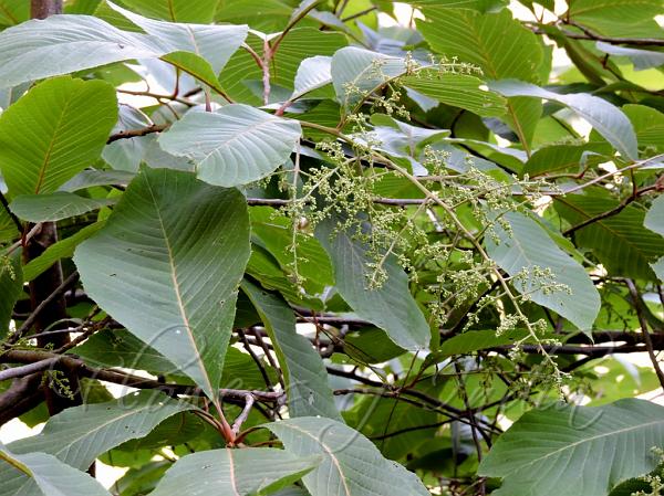 Himalayan Honey Sweet Tree