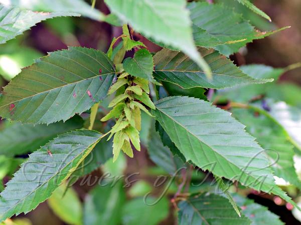 Himalayan Hornbeam