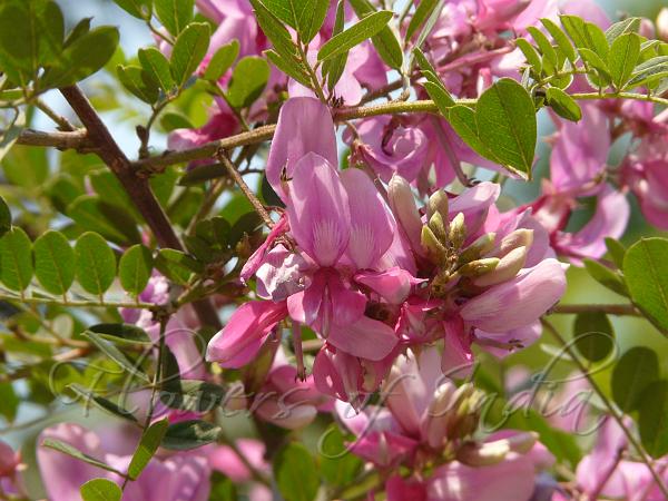 Himalayan Indigo