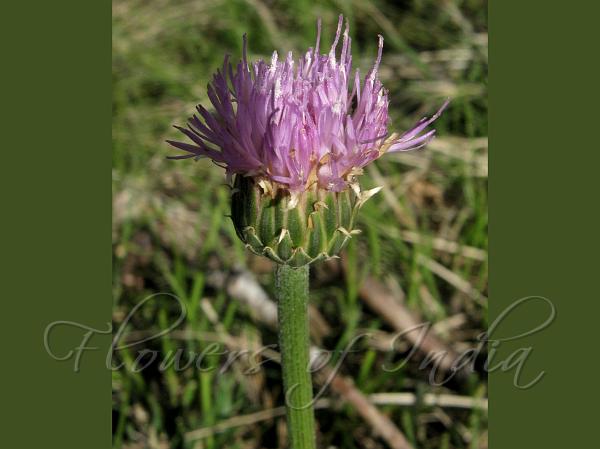 Himalayan Klasea