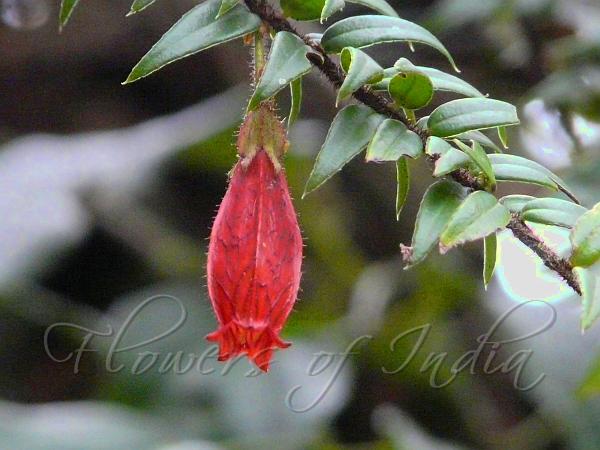 Himalayan Lantern