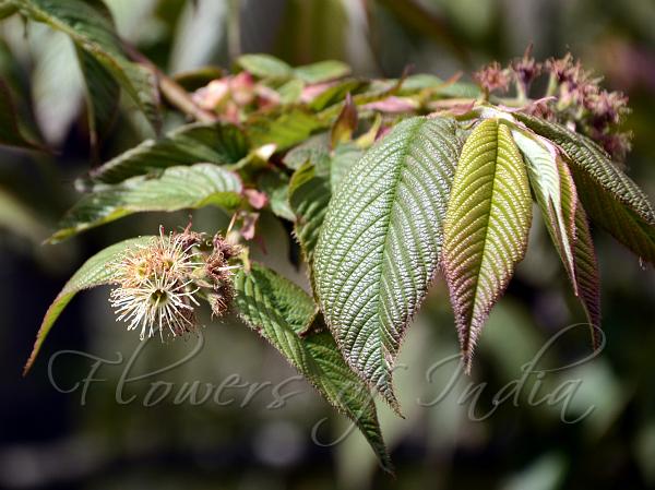 Himalayan Madden-Cherry