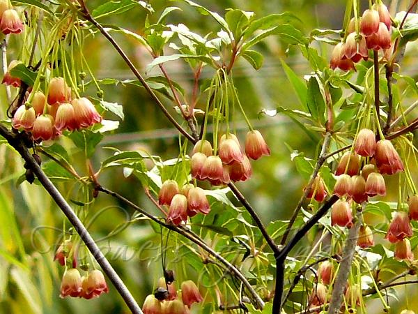 Himalayan Red Bells