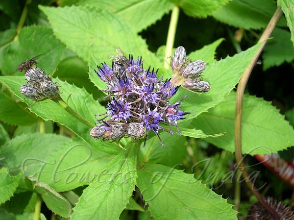 Himalayan Saw-wort