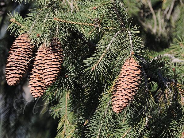 Himalayan Spruce
