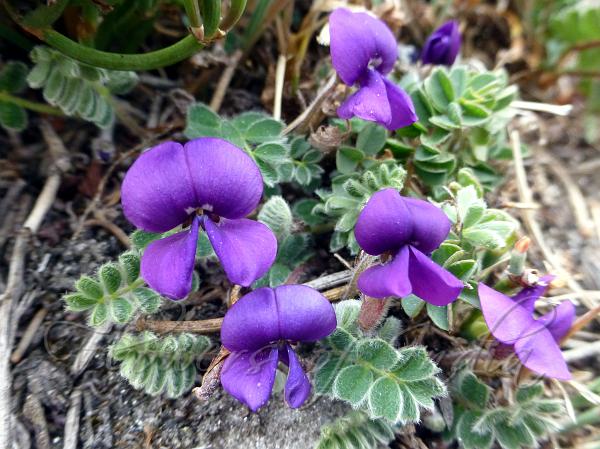 Himalayan Tibetia