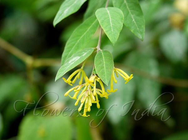Himalayan Tie Bush