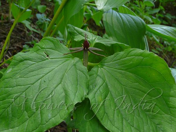 Himalayan Trillium