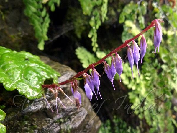 Himalayan Wulfenia