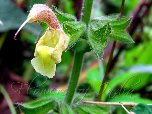 Himalayan Yellow Sage
