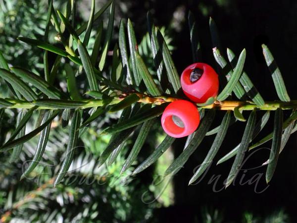 Himalayan Yew