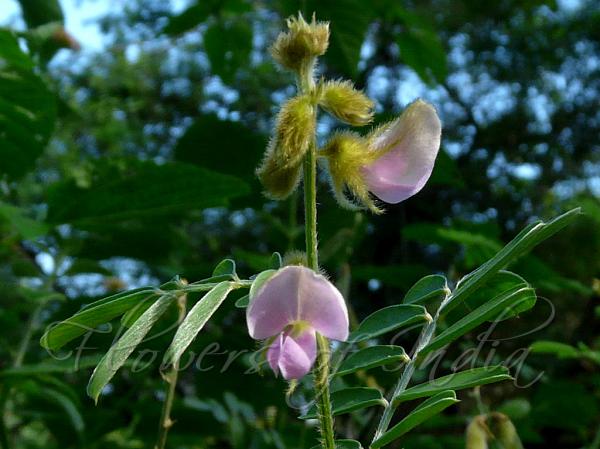 Hoary Tephrosia