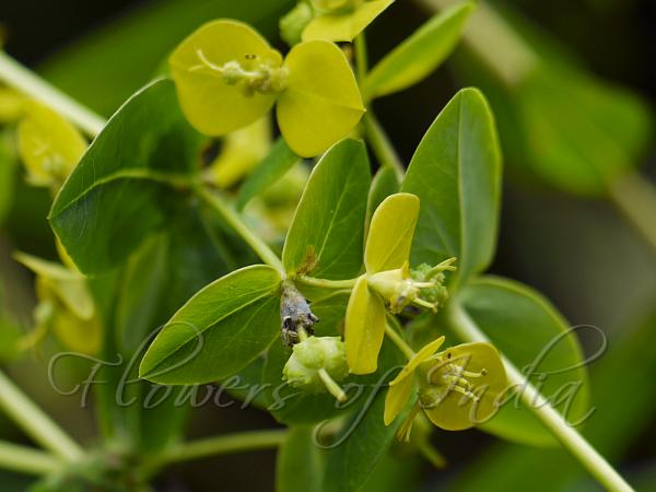 Horned Spurge